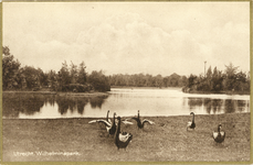 3634 Gezicht in het Wilhelminapark te Utrecht met enkele zwanen.